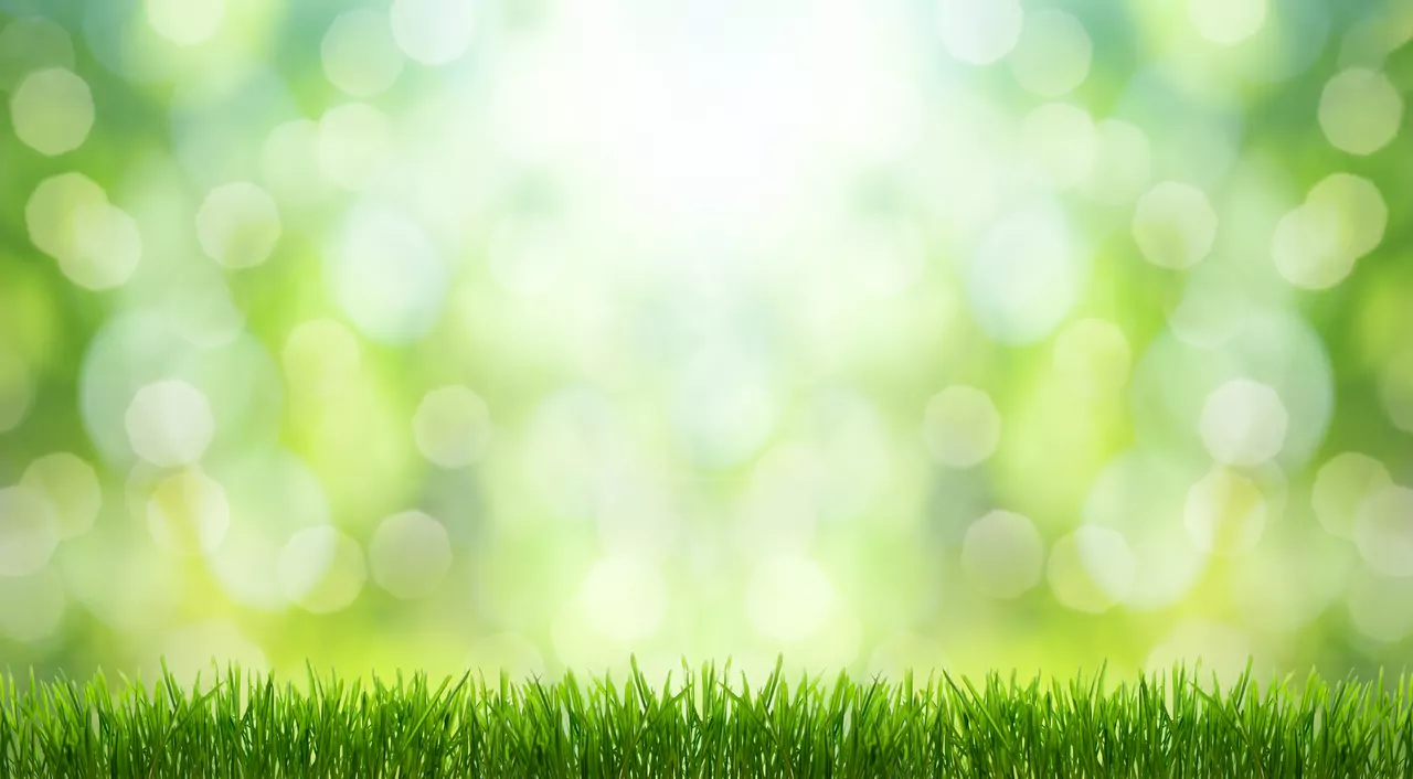 Feuillage vert en gros plan, image d'ambiance